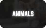 Animals